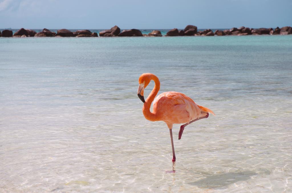 Dormio Bonaire Village Номер фото